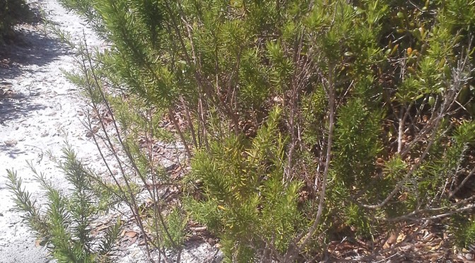 Jonathan Dickinson State Park, FL