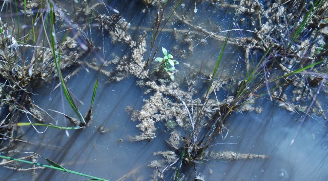 Big Cypress National Preserve